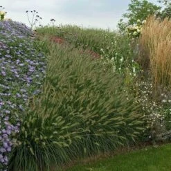 'Hameln' Fountain Grass -Perennials Store pennisetum hameln dwarf fountain grass 6 sw