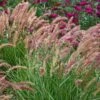 'Karley Rose' Fountain Grass -Perennials Store pennisetum karley rose 1 sw