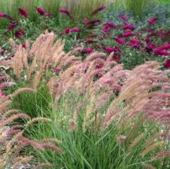 'Karley Rose' Fountain Grass -Perennials Store pennisetum karley rose 2 sw