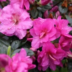 Perfecto Mundo® Double Purple Reblooming Azalea -Perennials Store perfecto mundo double purple azalea 5