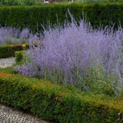 Russian Sage -Perennials Store perovskia atriplicifolia russian sage 3