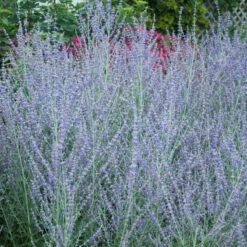 Russian Sage -Perennials Store perovskia atriplicifolia russian sage 4
