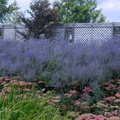 Russian Sage -Perennials Store perovskia atriplicifolia russian sage 5