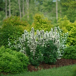 Illuminati Tower® Mock Orange 10 Illuminati Tower® Mock Orange -Perennials Store philadelphus illuminati tower 3