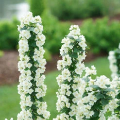 Illuminati Tower® Mock Orange 11 Illuminati Tower® Mock Orange -Perennials Store philadelphus illuminati tower 4