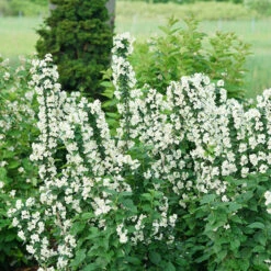 Illuminati Tower® Mock Orange 12 Illuminati Tower® Mock Orange -Perennials Store philadelphus illuminati tower 5