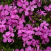 'Magenta Sprite' Hybrid Spring Phlox -Perennials Store phlox magenta sprite 1