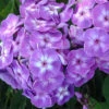 'Laura' Phlox 1 'Laura' Phlox -Perennials Store phlox paniculata laura 1 P