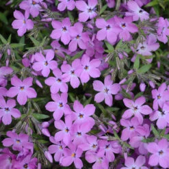 'Rose Sprite' Hybrid Spring Phlox -Perennials Store phlox rose sprite 1