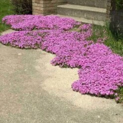 'Drummond's Pink' Creeping Phlox -Perennials Store phlox subulata drummonds pink creeping phlox 3 sw