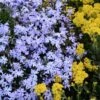 'Emerald Blue' Creeping Phlox -Perennials Store phlox subulata emerald blue 1 sw