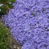 'Violet Pinwheels' Creeping Phlox -Perennials Store phlox violet pinwheels creeping phlox 2 800x800 dda5ad5