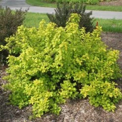 Festivus Gold® Ninebark -Perennials Store physocarpus festivus gold 2 sw