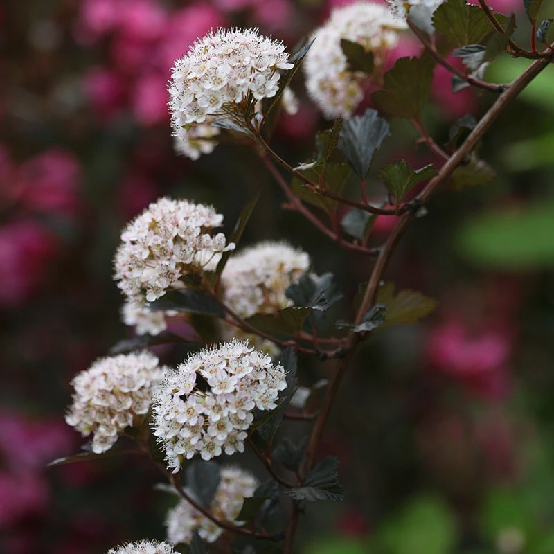 Summer Wine® Ninebark 4 Summer Wine® Ninebark - Image 2