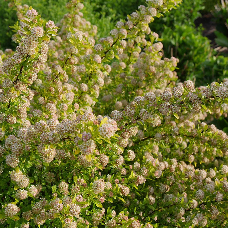 Tiny Wine® Gold Ninebark 4 Tiny Wine® Gold Ninebark - Image 2