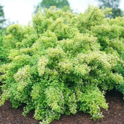 Tiny Wine® Gold Ninebark 8 Tiny Wine® Gold Ninebark -Perennials Store physocarpus tiny wine gold 3