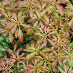 Interstella® Lily-of-the-Valley Shrub -Perennials Store pieris interstella 2