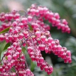 Interstella® Lily-of-the-Valley Shrub -Perennials Store pieris interstella 4