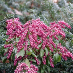 Interstella® Lily-of-the-Valley Shrub -Perennials Store pieris interstella 5