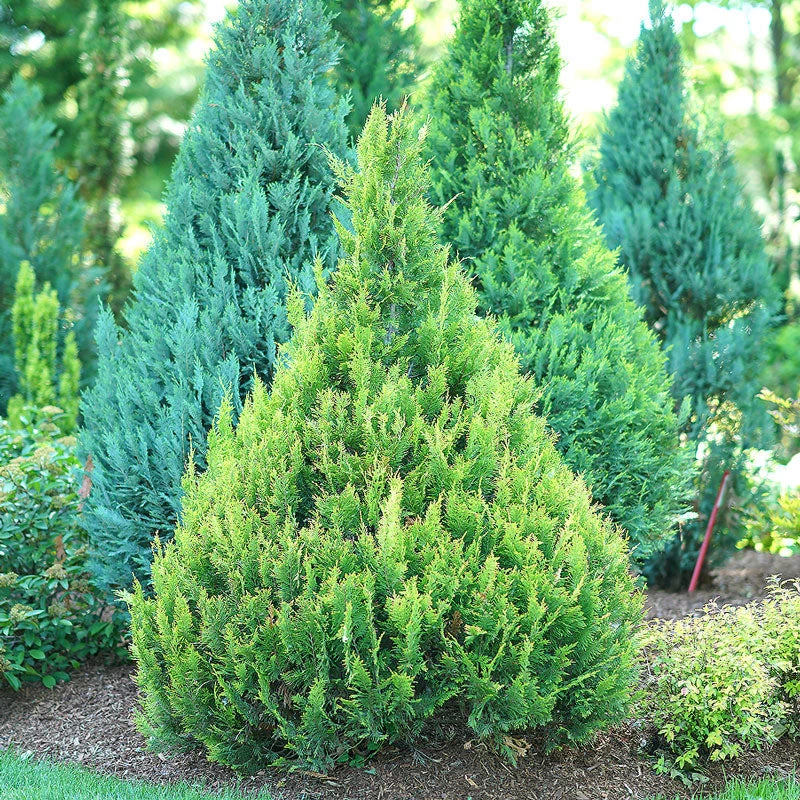 Pinpoint® Gold False Cypress 5 Pinpoint® Gold False Cypress - Image 3