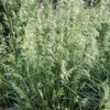 'Pixie Fountain' Tufted Hair Grass 1 'Pixie Fountain' Tufted Hair Grass -Perennials Store pixie fountain tufted hair grass 1