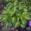 'Pocketful Of Sunshine' Hosta -Perennials Store pocket full of sunshine hosta