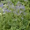 'Heavenly Habit' Jacob's Ladder -Perennials Store polemonium heavenly habit 1 sw