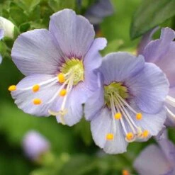 'Heavenly Habit' Jacob's Ladder -Perennials Store polemonium heavenly habit 3 sw