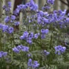 'Heaven Scent' Jacob's Ladder -Perennials Store polemonium jacobsladder heavenscent 2