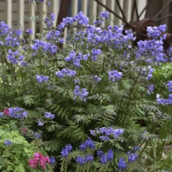 'Heaven Scent' Jacob's Ladder -Perennials Store polemonium jacobsladder heavenscent 4