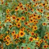 'Prairie Glow' Brown-Eyed Susan (Rudbeckia) -Perennials Store prairie glow brown eyed susan