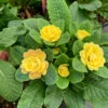 Belarina® Buttercup Primrose -Perennials Store primula belarina buttercup 2 P 51d28935 cdbe 4b2d 962c 5740bc8b8233