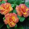 Belarina® 'Nectarine' Primrose -Perennials Store primula belarina nectarine 1 P 0ca89f20 3323 4467 bec1 bf212aaaae55 sw