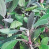 Purple Sage -Perennials Store purple sage 998616e7 793f 4c13 8405 2986d86b5552