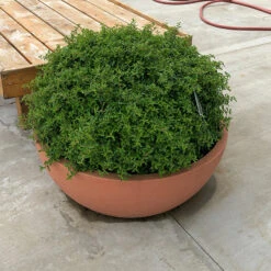 Juke Box® Pyracomeles -Perennials Store pyracomeles juke box 3