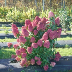 Quick Fire Fab® Panicle Hydrangea -Perennials Store quick fire fab panicle hydrangea 1