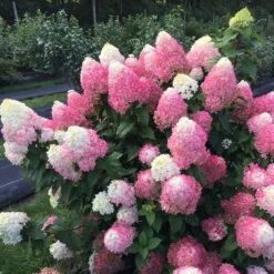 Quick Fire Fab® Panicle Hydrangea -Perennials Store quick fire fab panicle hydrangea 2