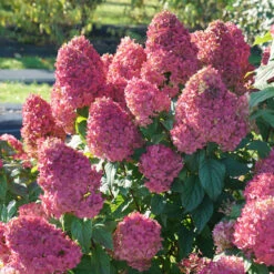 Quick Fire Fab® Panicle Hydrangea -Perennials Store quick fire fab panicle hydrangea 3