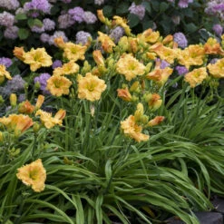 Rainbow Rhythm® 'Orange Smoothie' Daylily -Perennials Store rainbow rhythm orange smoothie daylily 3