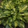 'Rainbow's End' Hosta -Perennials Store rainbows end hosta 1