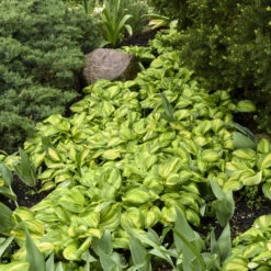 'Rainbow's End' Hosta 9 'Rainbow's End' Hosta -Perennials Store rainbows end hosta 3