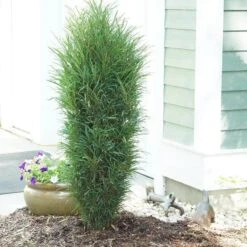 Fine Line® Improved Rhamnus -Perennials Store rhamnus fine line improved 3 sw