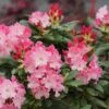 Dandy Man Color Wheel® Rhododendron -Perennials Store rhododendron dandy man color wheel 2 sw