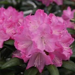 Dandy Man® Pink Rhododendron -Perennials Store rhododendron dandy man pink 1 sw