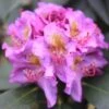Dandy Man® Purple Rhododendron 1 Dandy Man® Purple Rhododendron -Perennials Store rhododendron dandy man purple 1 sw