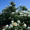 Cloud 10™ Climbing Rose -Perennials Store rosa cloud 10 1 P sw