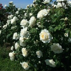Cloud 10™ Climbing Rose -Perennials Store rosa cloud 10 2 P sw