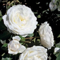 Cloud 10™ Climbing Rose -Perennials Store rosa cloud 10 3 P sw