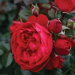 Florentina™ Climbing Rose -Perennials Store rosa florentina 3 P sw