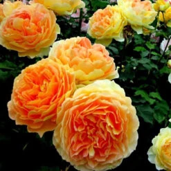 Climbing Rose Collection 15 Climbing Rose Collection -Perennials Store rosa garden sun 2
